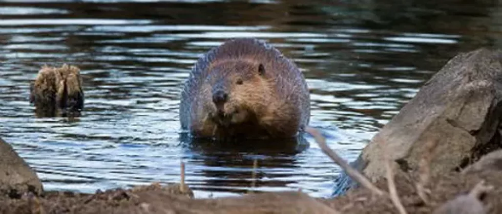 North American Beaver