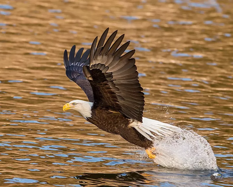 river_eagle_2_-_stephen_davis.webp