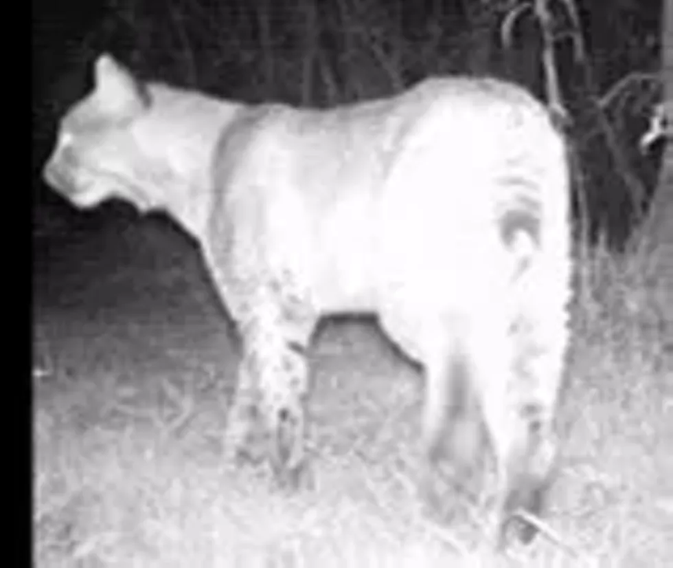 Bobcat