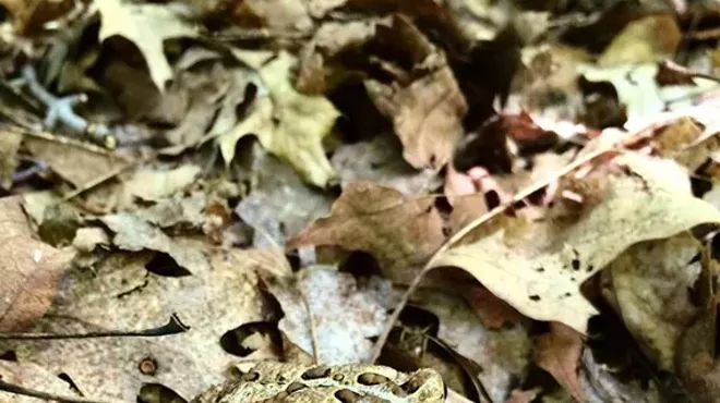 Image: Frog and Wildlife Walk