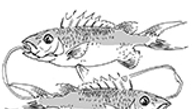 Pisces (February 19-March 20) for September 2015