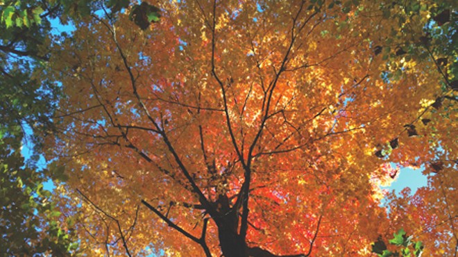 Editor's Note: Autumn's Tendrils
