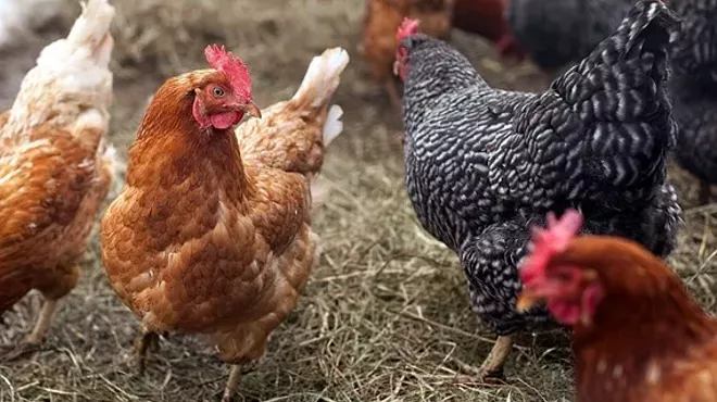 Image: Backyard Poultry 101