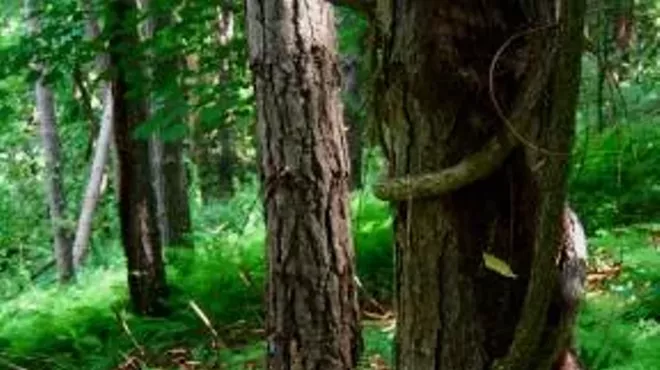 Image: Save Our Trees- Invasive Vine Removal