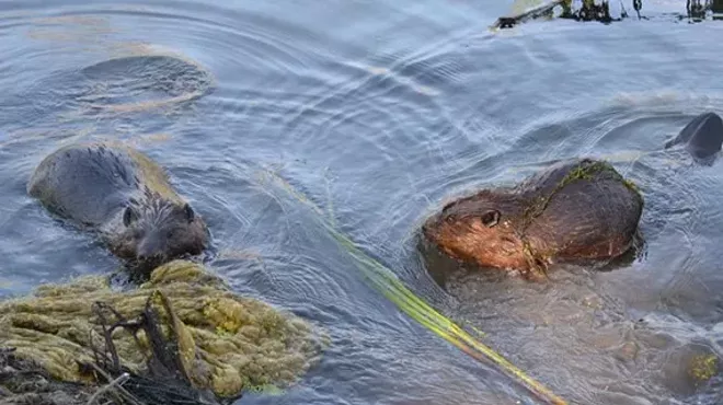 Image: Beaver Walk