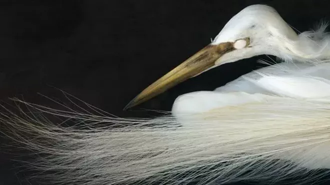 Image: Beacon Film Society Presents: An Art That Nature Makes