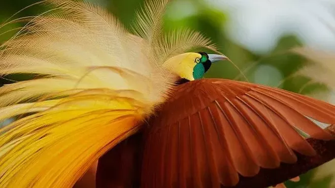 Image: Concert: The Life of Birds