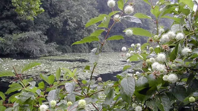 Image: Wetlands: Mitigation and Restoration