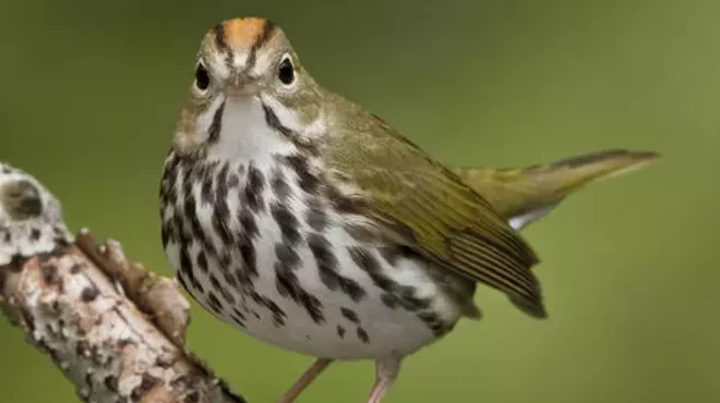 Image: Bird Walk with Andy Mason