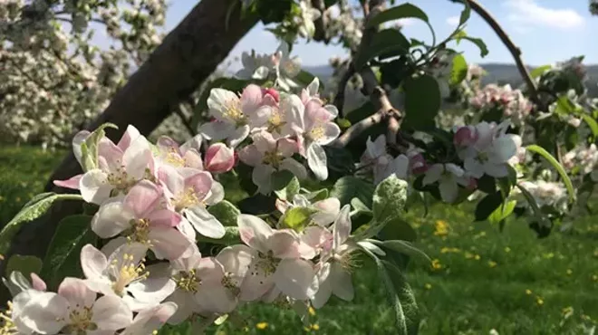 Image: Apple Blossom Festival