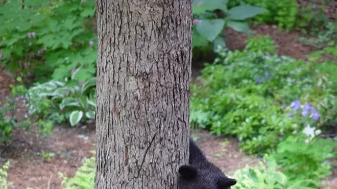 Image: Ready or Not: Black Bears in the Catskills!