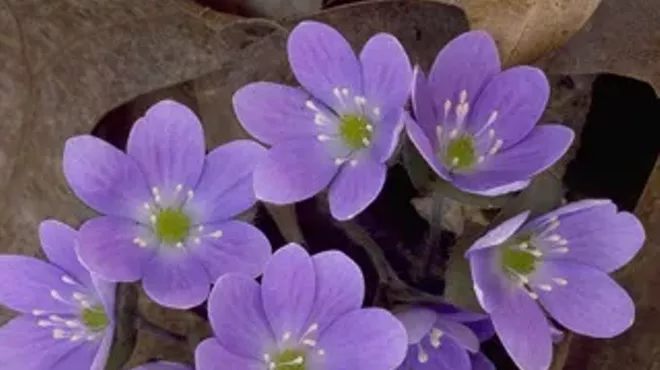 Image: Spring Flower Walk with Claudia Vispo