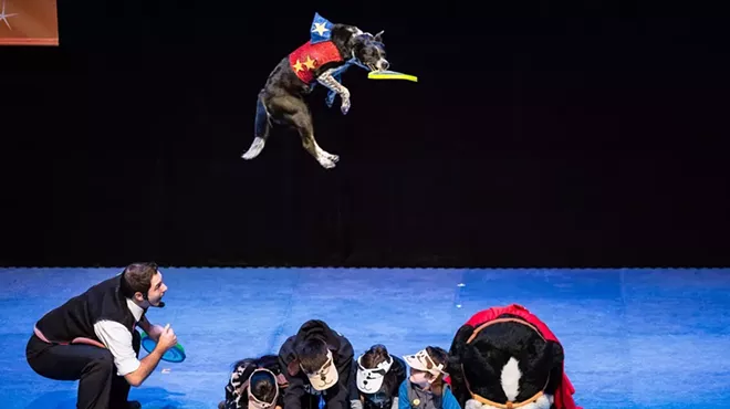 Image: The Stunt Dog Experience