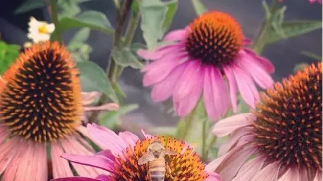 Image: Honey, Bee Happy: Honey Bee and Beekeeping Basics with Sarah Stygles