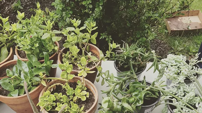 Image: Plant Swap