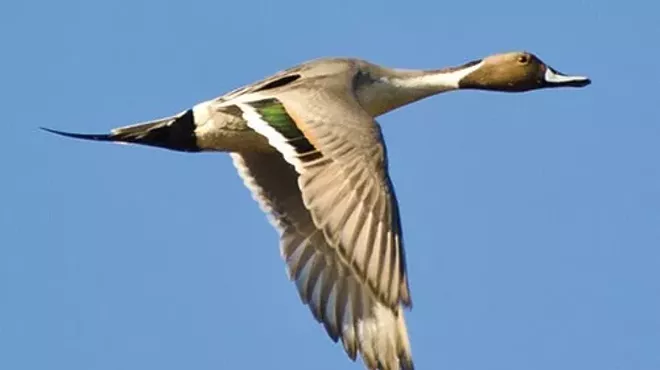 Image: Mud Creek Birds