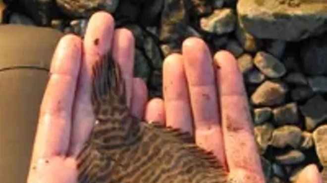 Image: The Great Hudson River Estuary Fish Count