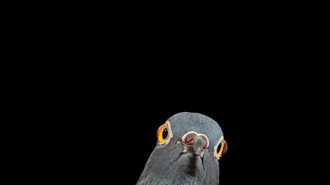 On the Cover: Andrew Garn's Photograph of New York Pigeon, Fido