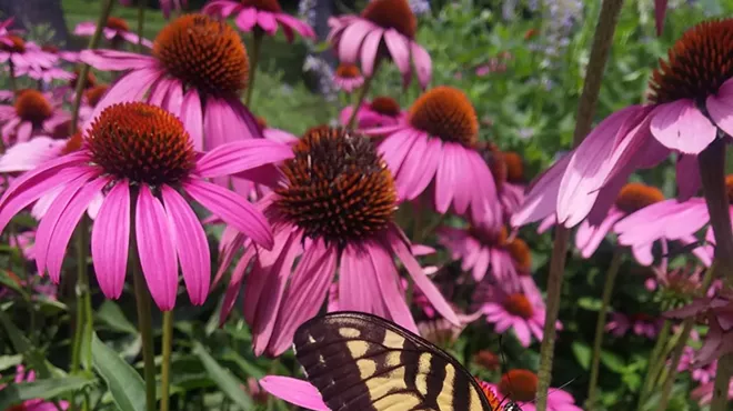 Image: INaturalist Training