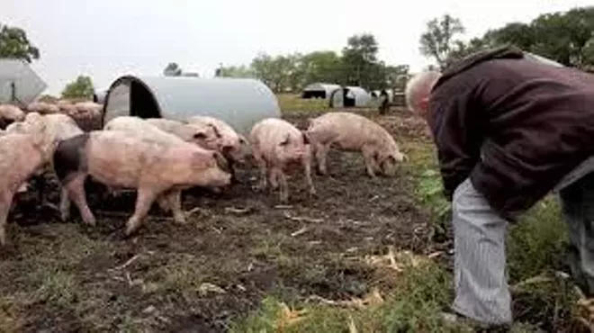 Image: Movies that Matter Beacon: Eating Animals