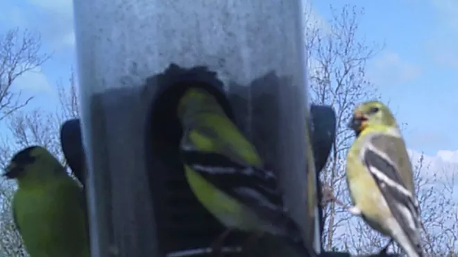 Image: Backyard Birds