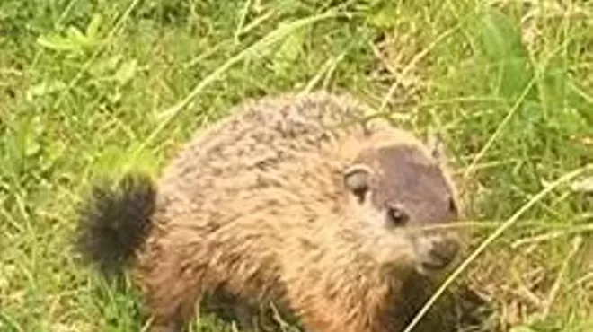 Image: Groundhog Day