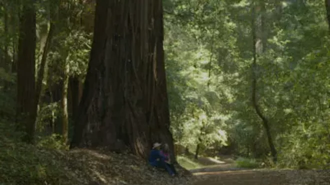 Image: Call of the Forest