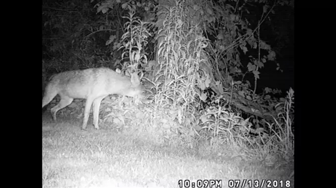 Image: Nocturnal Animals with Mud Creek Environmental Learning Center