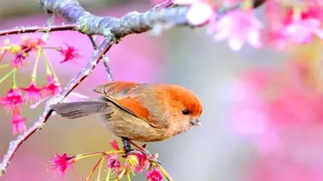 Image: Spring Bird Walk with the Alan Devoe Bird Club