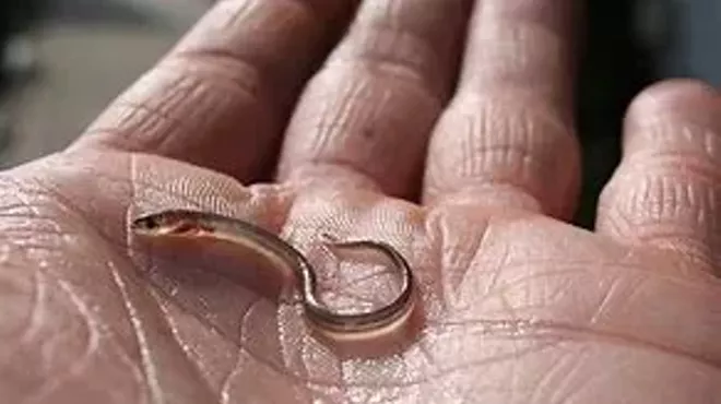 Image: Eels!