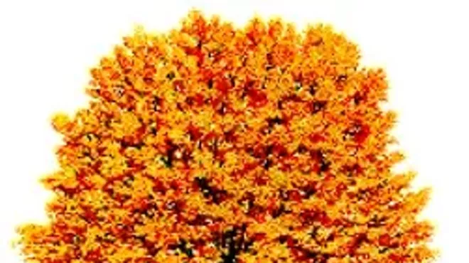 Image: Celebrate Trees