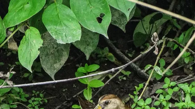 Image: Bird Walk with Alan Devoe Bird Club