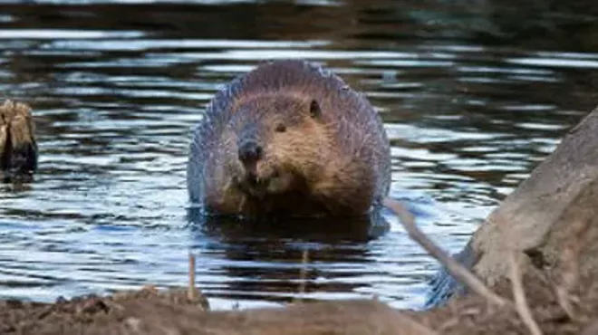 Image: Beaver Moon- Family Night Hike!