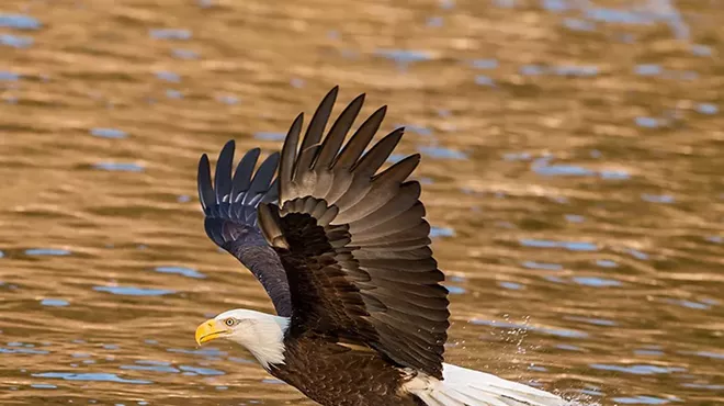 Image: Eagle Watch Bus Tour