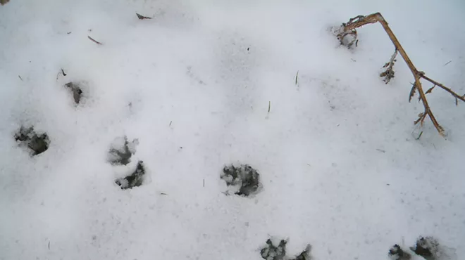 Image: Animals Under the Snow