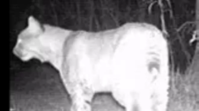 Image: Nocturnal Animals and Night Hike
