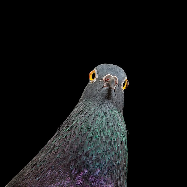 On the Cover: Andrew Garn's Photograph of New York Pigeon, Fido