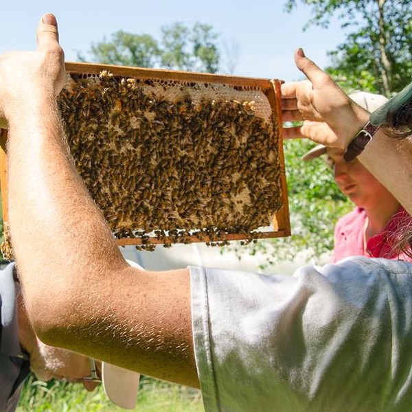 Conscious Beekeeping: Special Session for Beginners