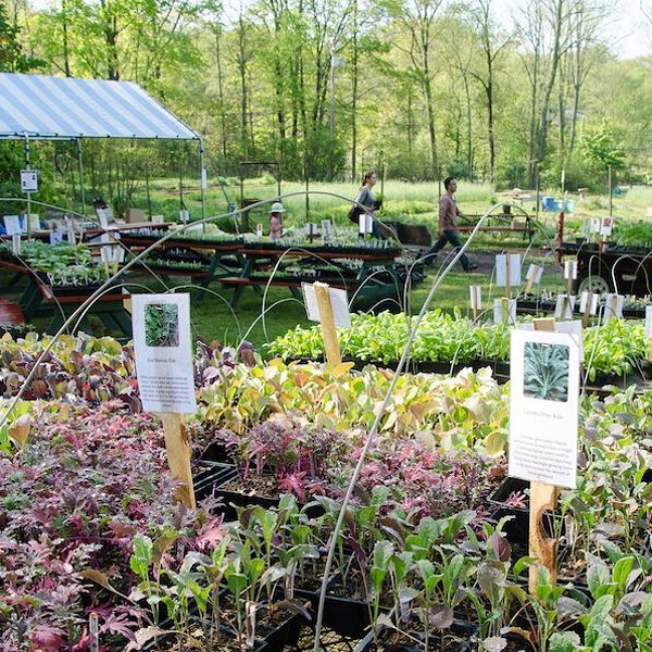 Biodynamic Plant Sale