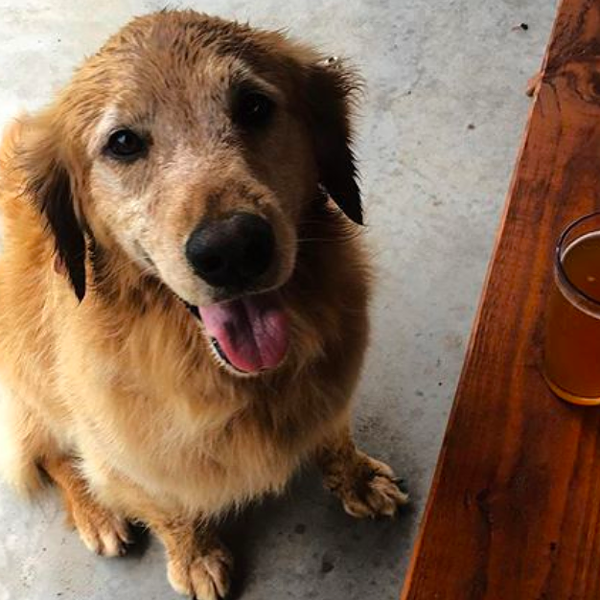 8 Dog-Friendly Bars In The Hudson Valley to Make Your #Pupstate Dreams Come True