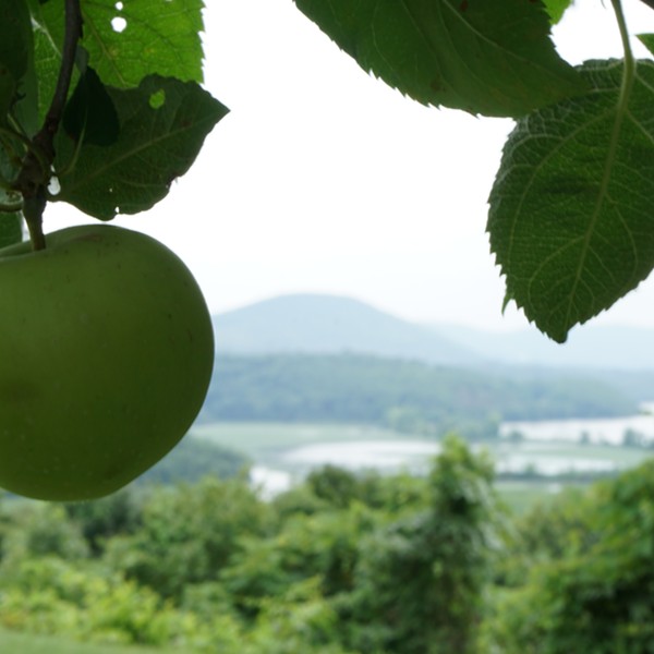 Boscobel's Heritage Applefest Celebrates the Famed Fruit's Past and Present