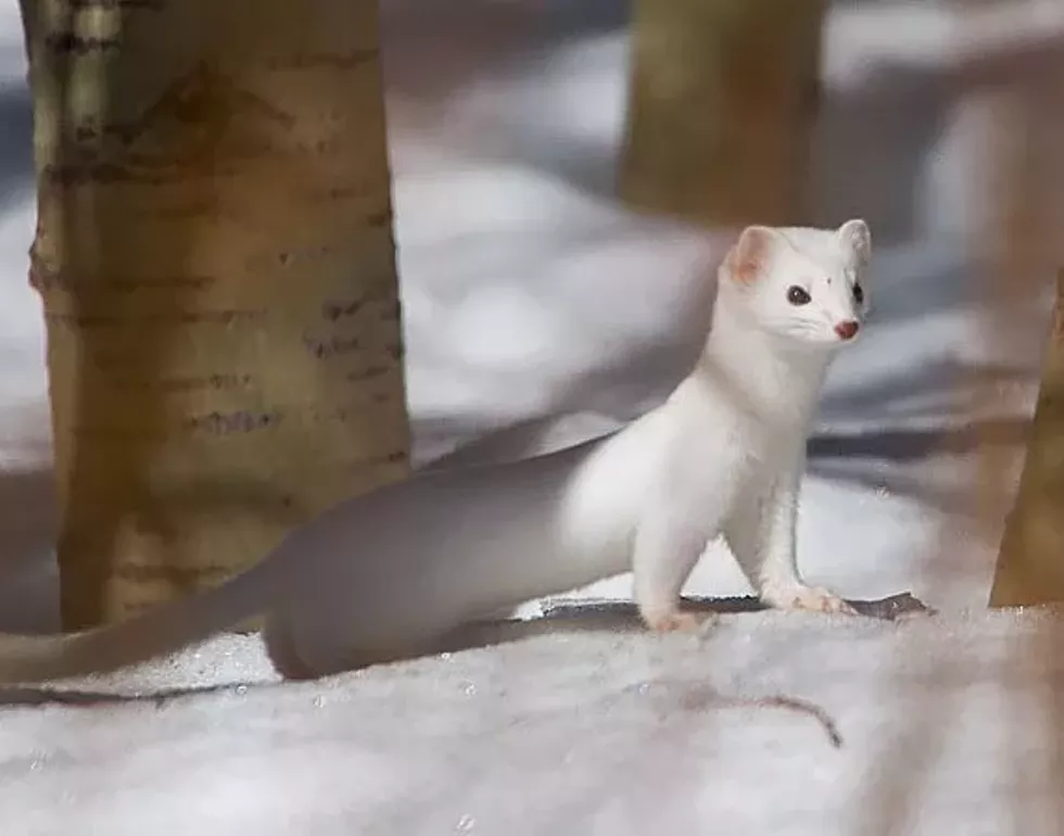 7c4bd467_ermine-winteradaptations.webp
