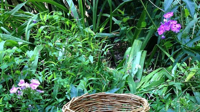 Wild Earth's Willow Basketry Class
