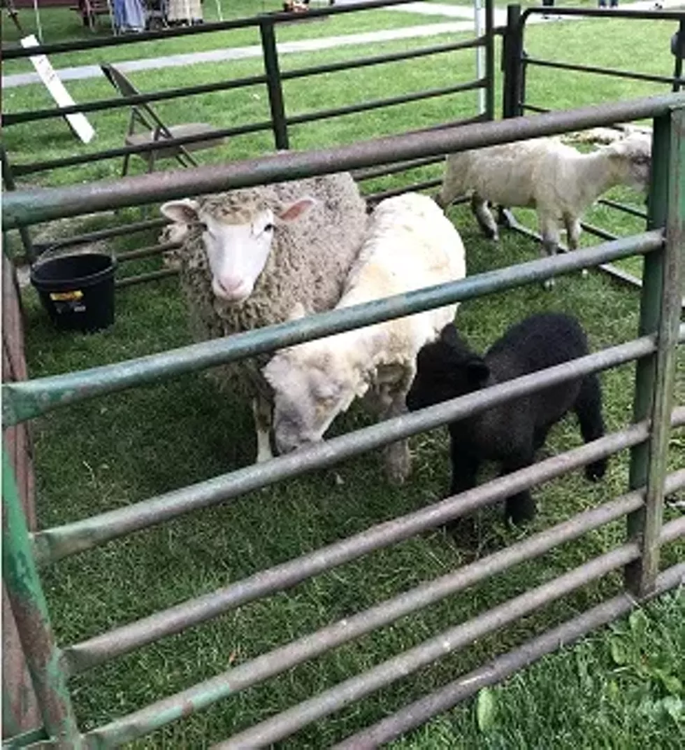 There will be live sheep shearing demonstrations at this event