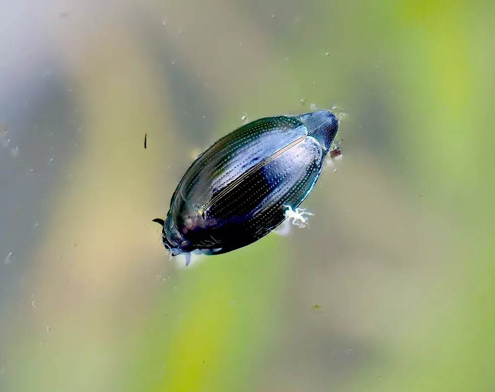 Water Beetle