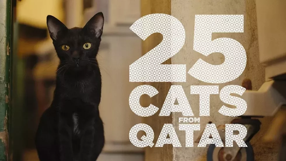 25-cats-from-qatar.webp