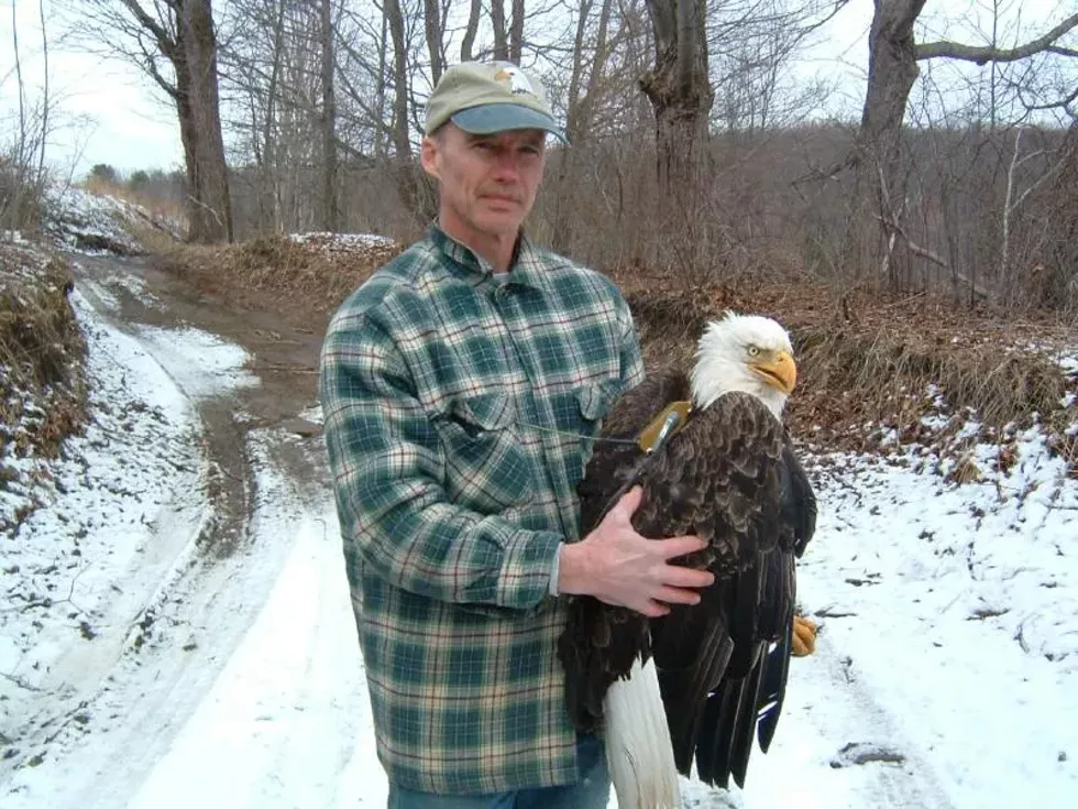 A Bald Eagle Walk & Talk at Innisfree with Pete Nye
