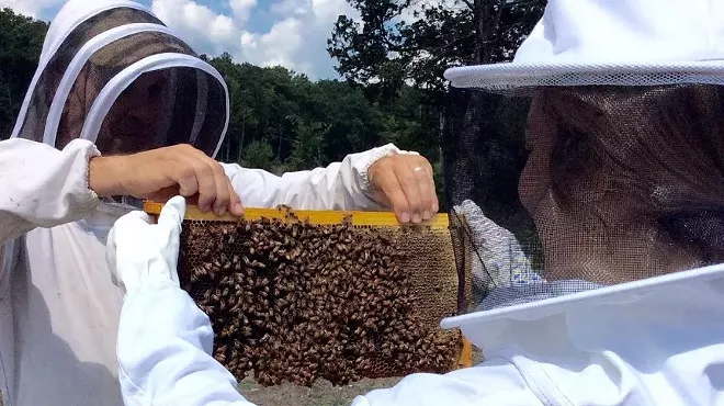 Image: A Deep Dive in the Hive: Beekeeping 101