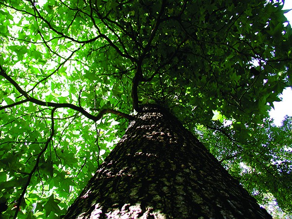 Tree Care Fundamentals