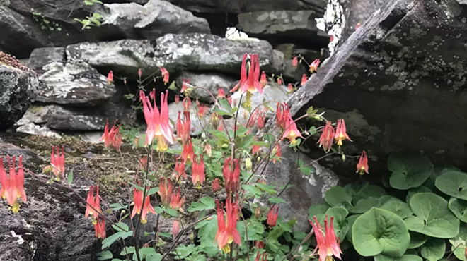 Image: A Spring Flowering Plants Walk with Brad Roeller